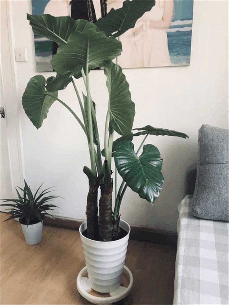不用多操心就能养好,放客厅瞬间增加气质|植物|盆栽|橡皮树_新浪新闻