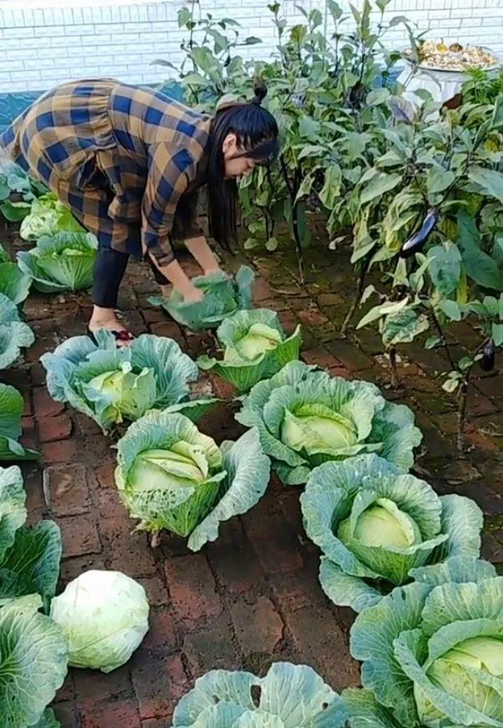 东北大姐在砖缝里种白菜,掰完一个还有一堆,年年大丰收!