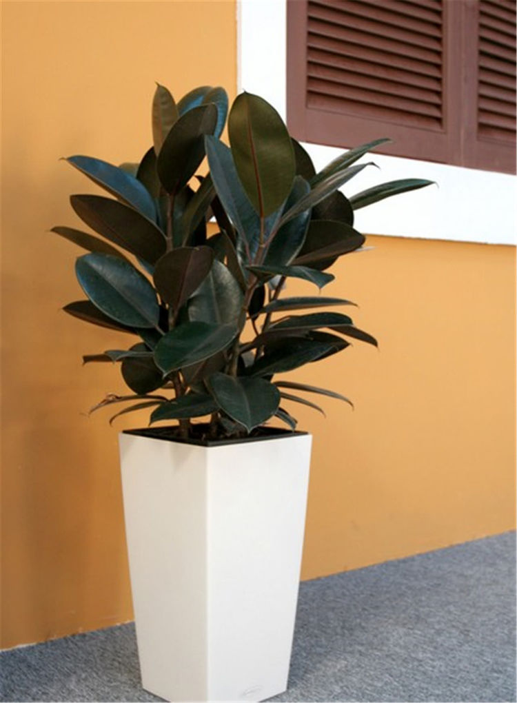 家里养花就选此4种,不用多操心就能养好,放客厅瞬间增加气质