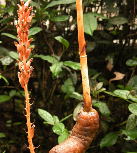农村有一种植物,野生价格高达上千元,很多农民从中获得利润