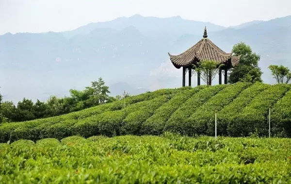 西安——安康三大公园——紫阳蒿坪茶园——茶山采茶—流水古镇