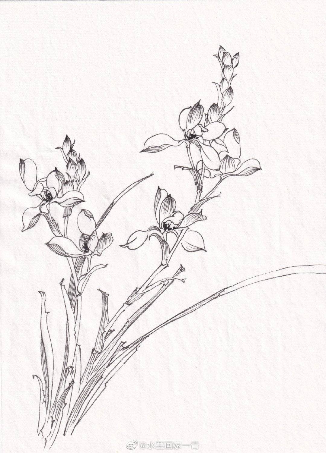 一组花卉白描投稿作者:@水墨画家一青