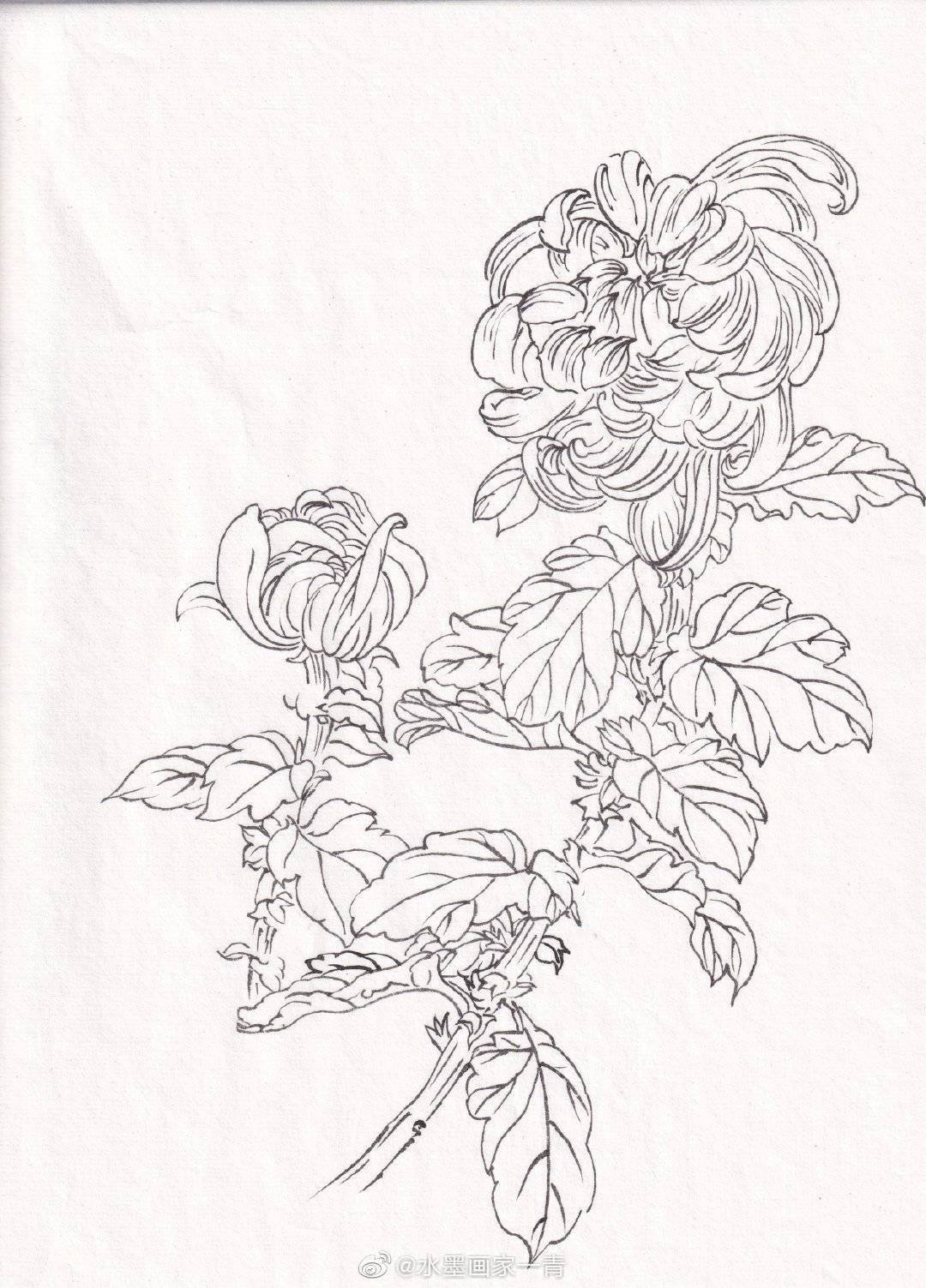一组花卉白描投稿作者:@水墨画家一青