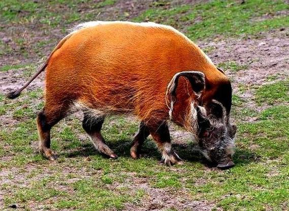 野猪界佳丽穿花衣扎小辫能装死会游泳我国多地引进