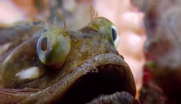 长相吓人的勃氏新热鳚