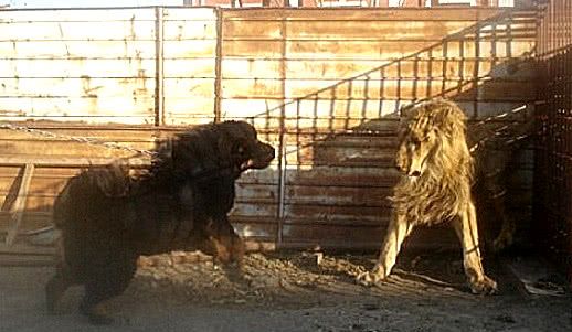 藏獒遇到狮子,觉得对方烫头好欺负,扑上去后,拉不回来了