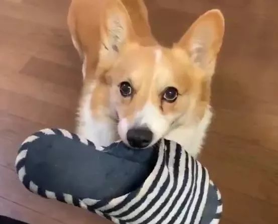 去朋友家玩,他家柯基叼着拖鞋过来了|柯基|朋友家|狗子_新浪网