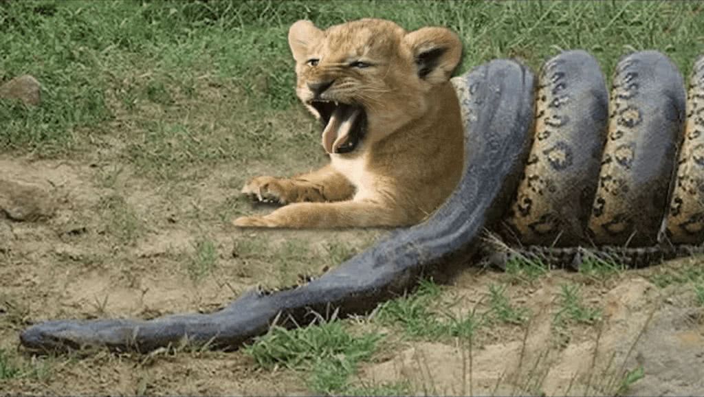狮子偷袭蟒蛇,却被蟒蛇来了个"锁喉",接下来却悲剧了!