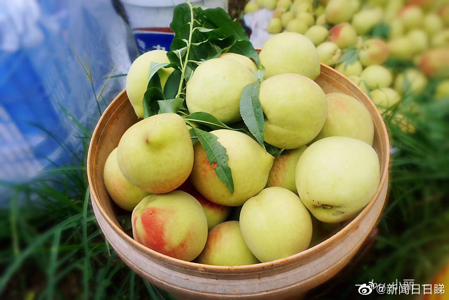 遇见九仙桃 翁源品果之旅