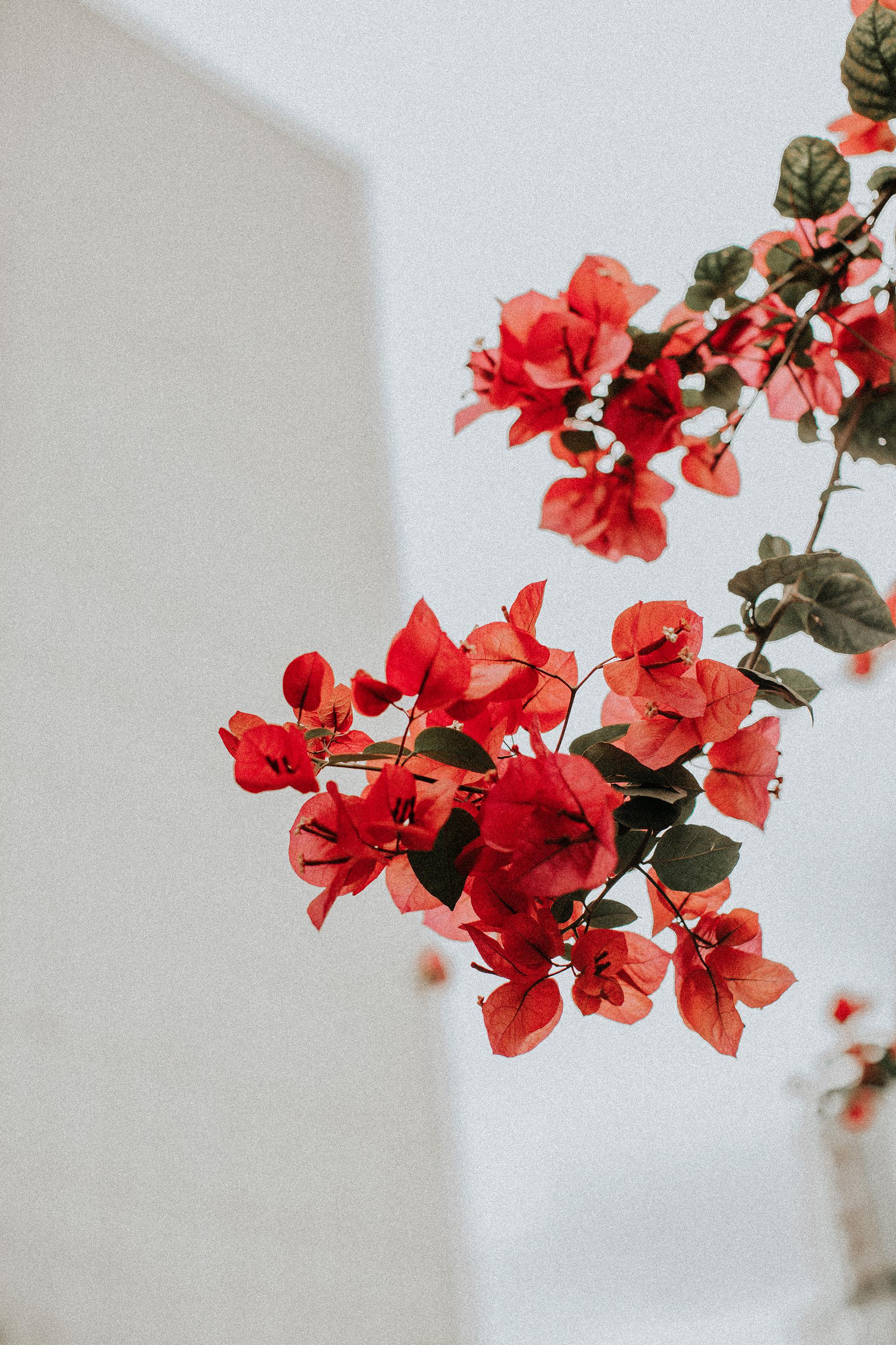 成都街头的三角梅盛开,美如画.摄影@玻璃心_公主