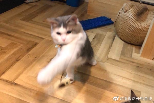 有人把这两只残影猫手办化了 莫名的想要