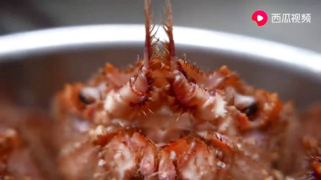 伊氏毛甲蟹/erimacrus isenbeckii(俗称北海道毛蟹,红毛蟹)的完美