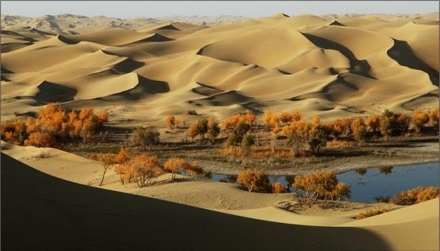 最全的胡杨林照片,美到让人窒息.|沙漠|盐碱|风沙_新浪新闻