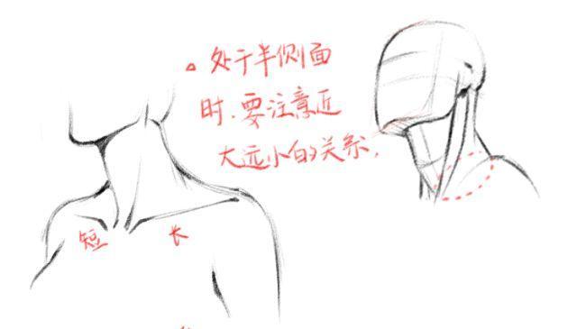 动漫头颈肩关系的画法教你如何绘画肩颈的运动关系