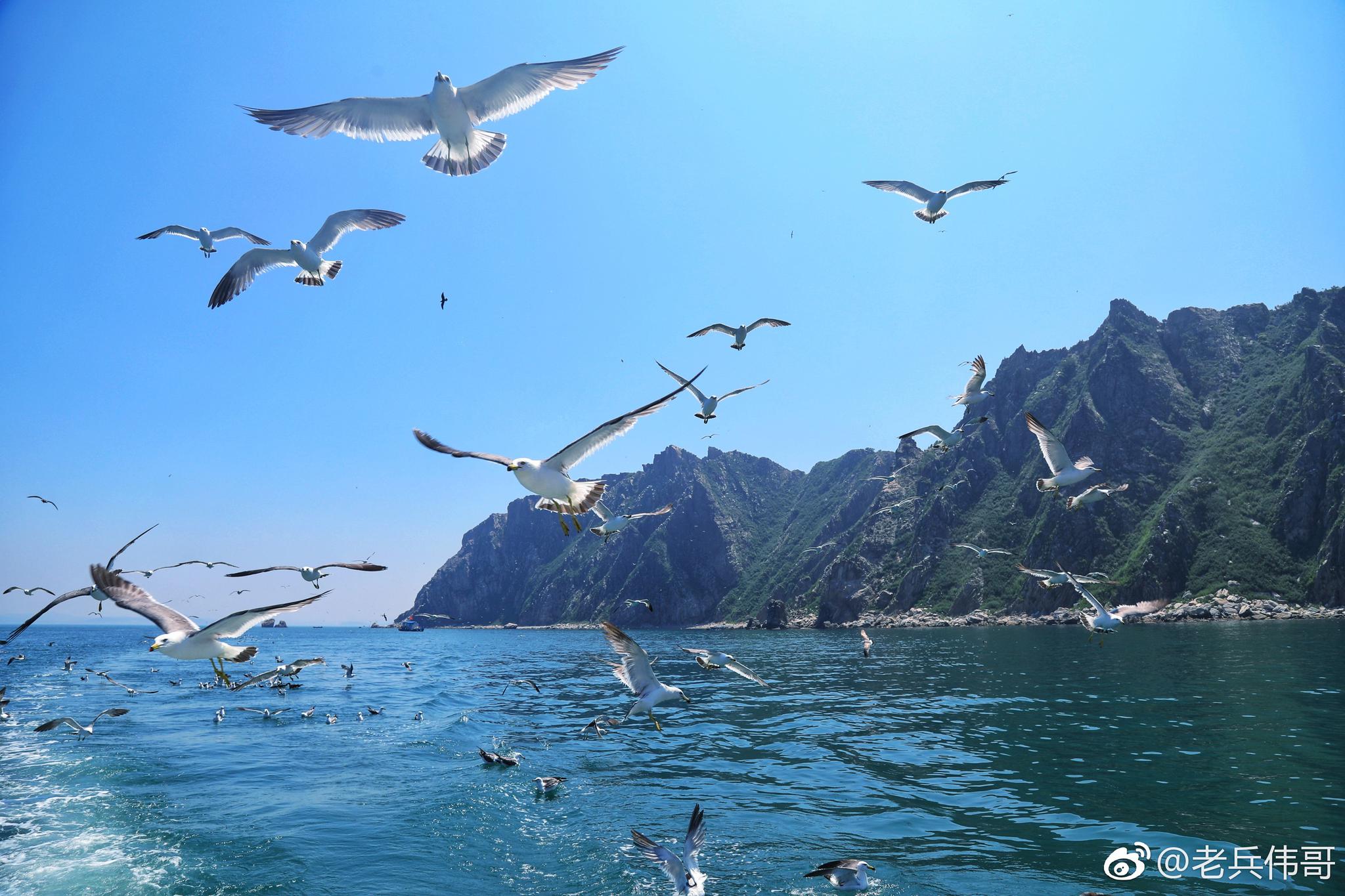 遇见大连 旅顺海猫岛 遇见大连 旅顺海猫岛