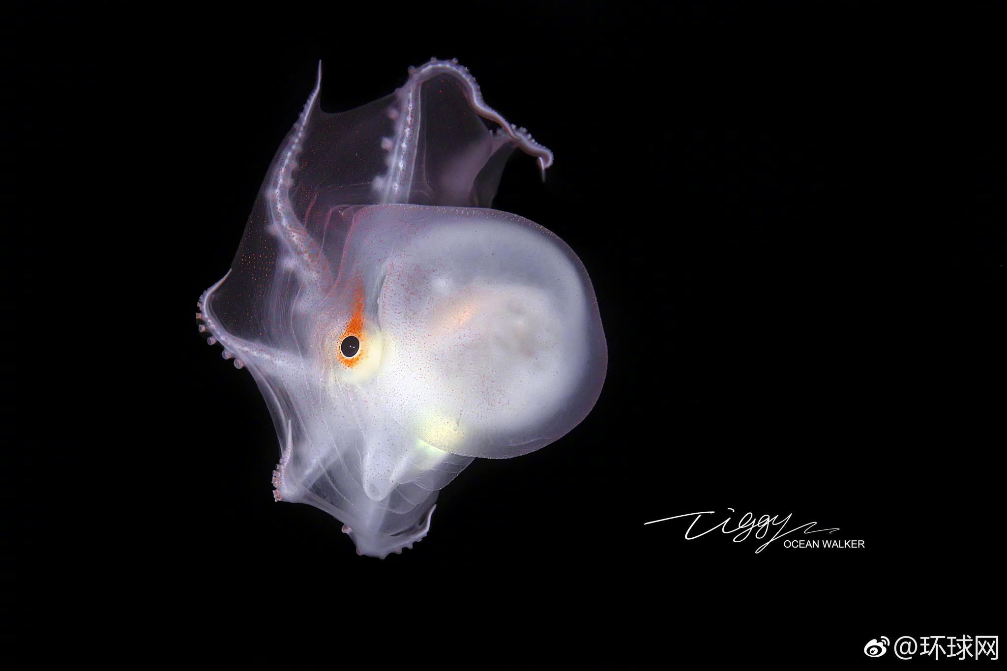 中国摄影师世界首次拍到稀有的七胳臂章鱼幼体