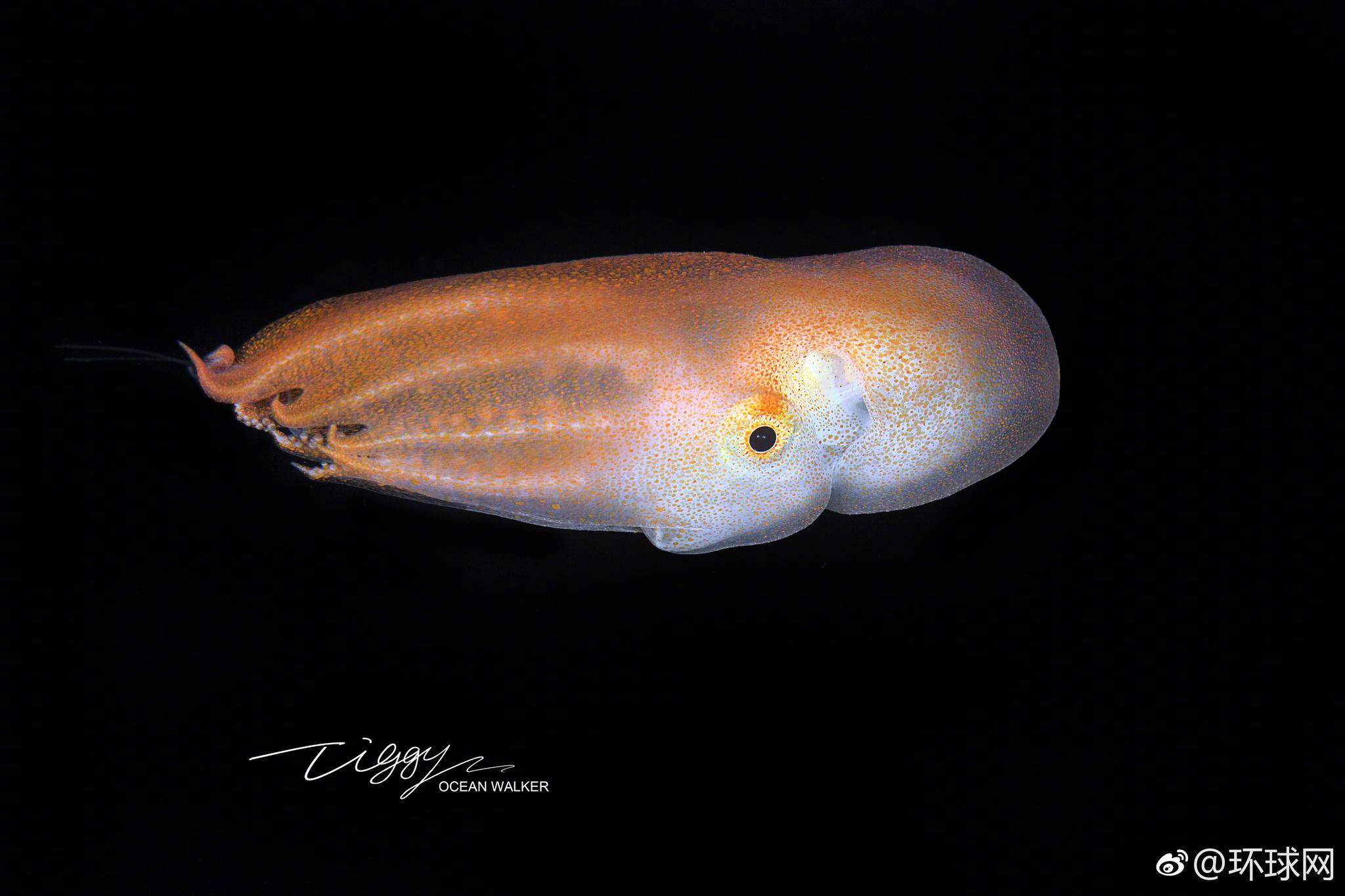 中国摄影师世界首次拍到稀有的七胳臂章鱼幼体