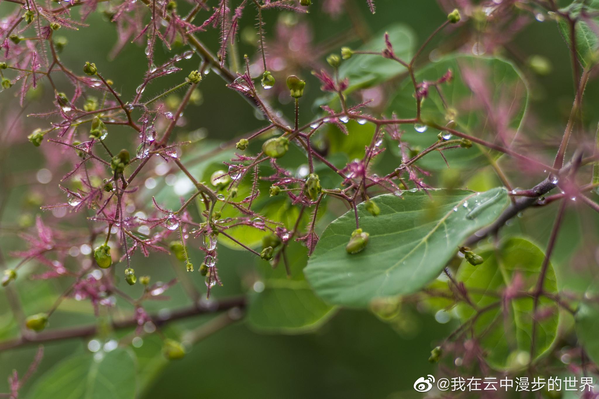 春天,雨后,青青.