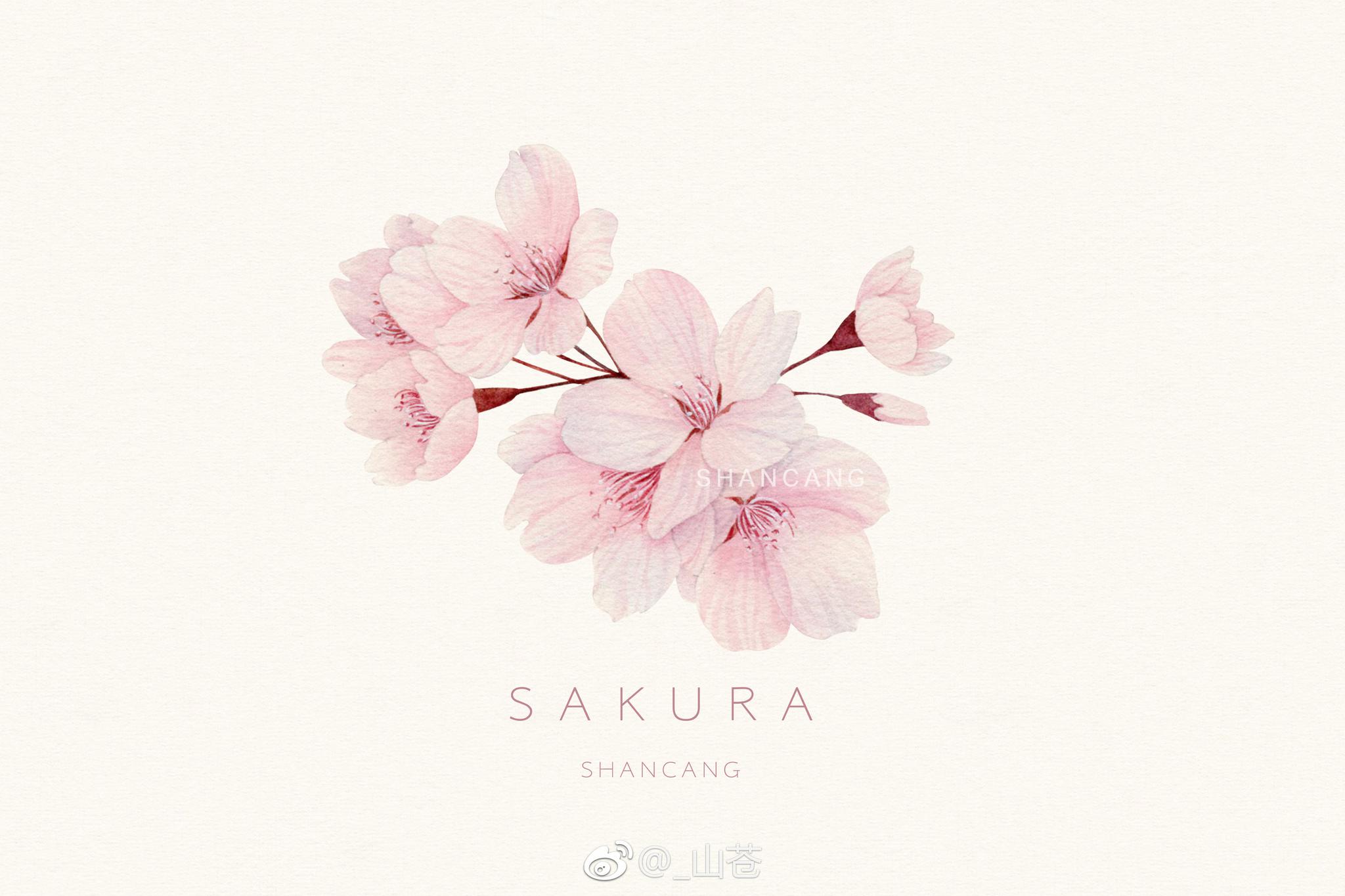 与你相遇在樱花树下 与你相遇在樱花树下