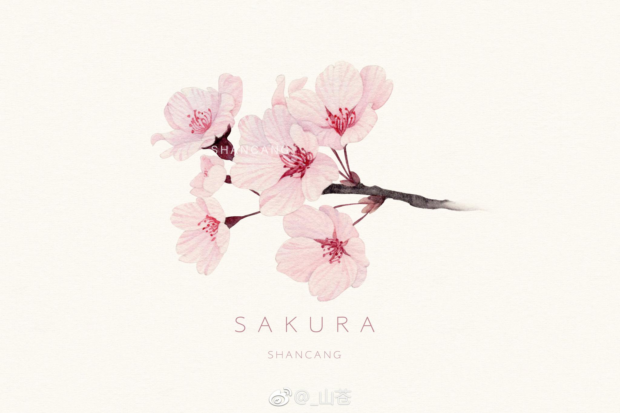 与你相遇在樱花树下 与你相遇在樱花树下