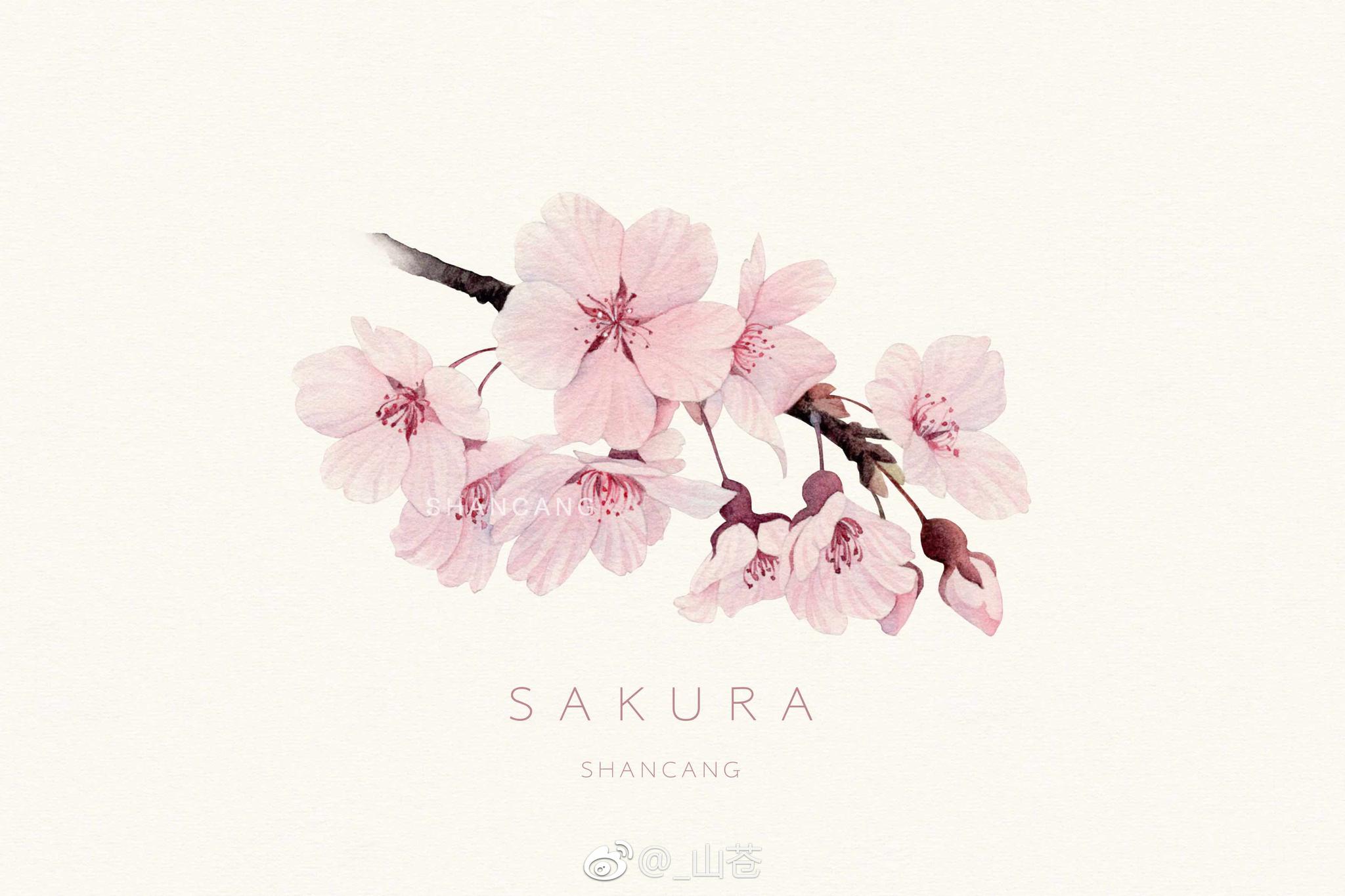 与你相遇在樱花树下 与你相遇在樱花树下