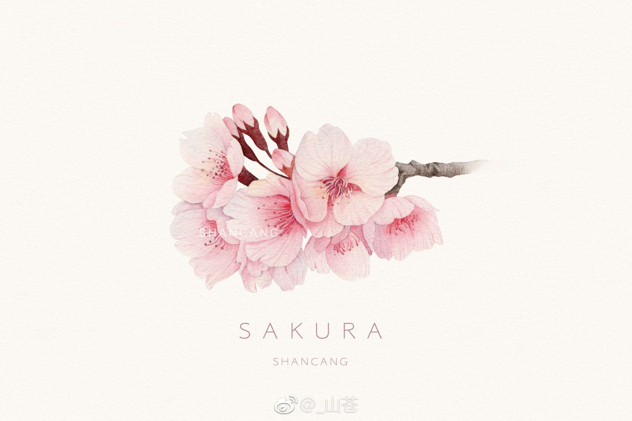 与你相遇在樱花树下 与你相遇在樱花树下