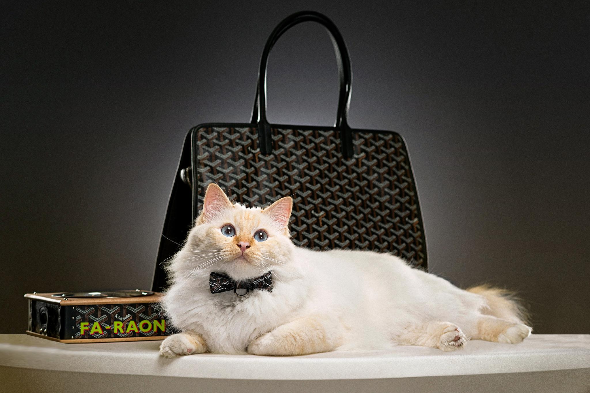 宠物也奢华,自20世纪以来,goyard之家一直致力于宠物配饰的制作