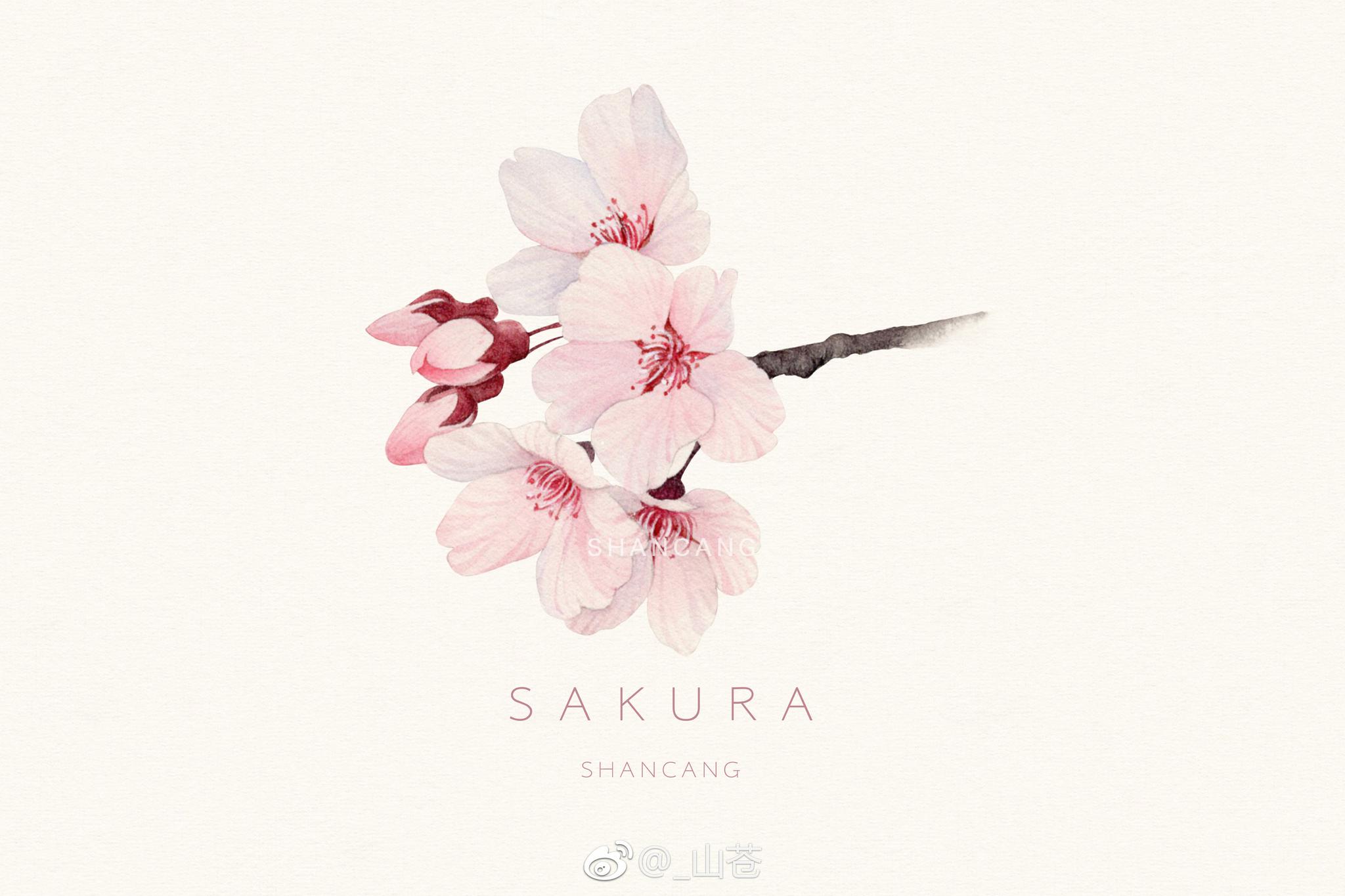 与你相遇在樱花树下 与你相遇在樱花树下