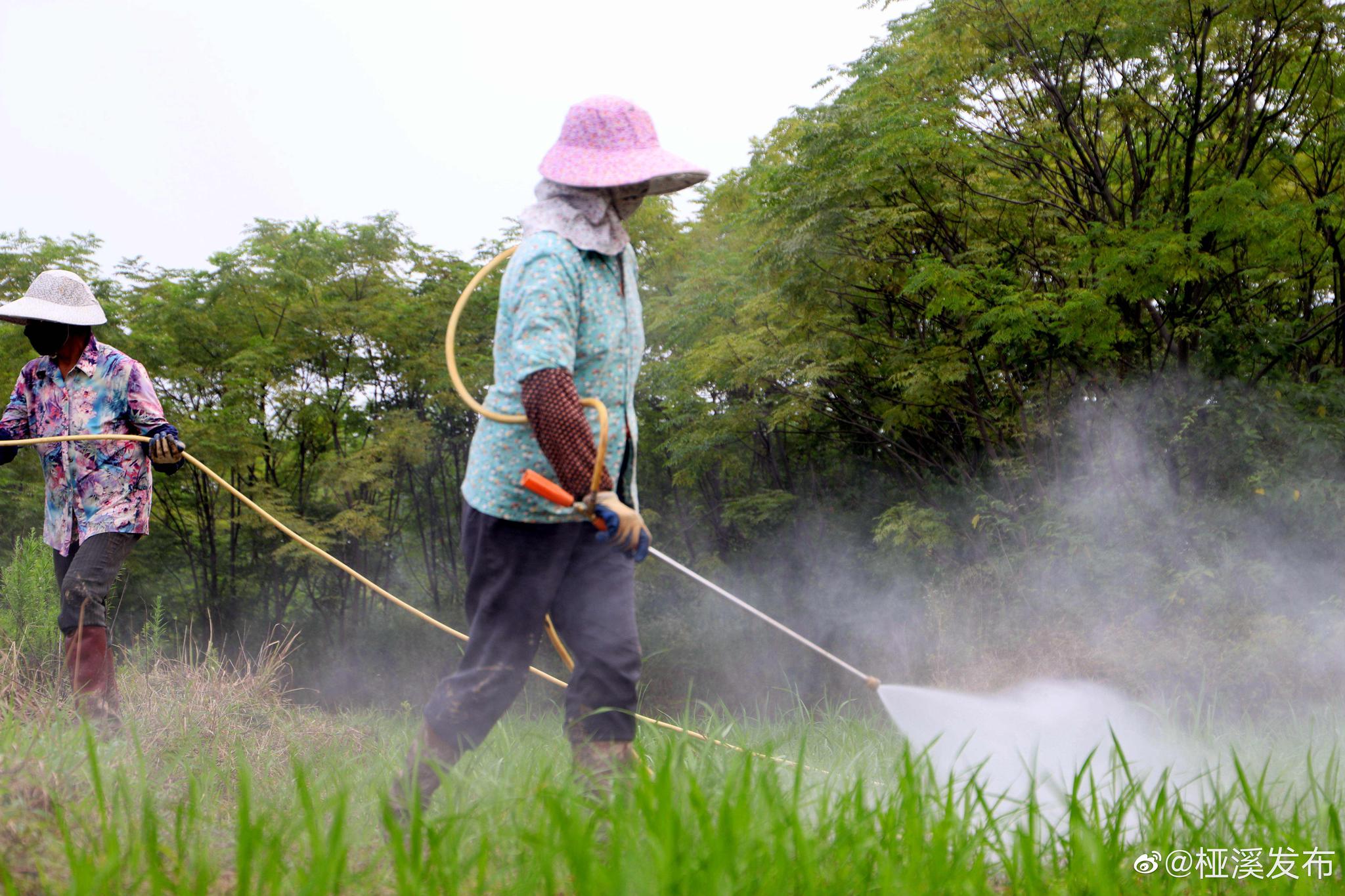 高淳桠溪水稻秧田喷雾除草管理忙