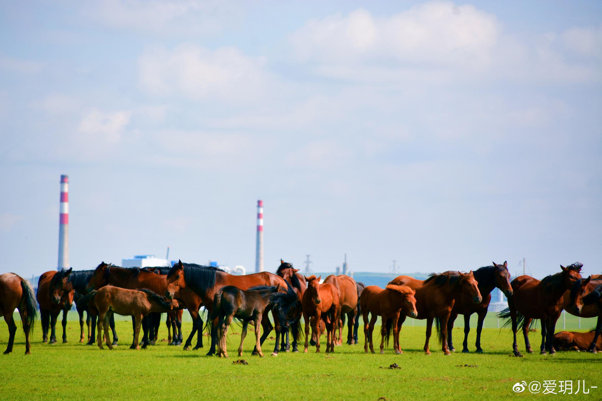 8月份的草原和草原上的马群蒙古包|草原|马群|蒙古包_新浪新闻