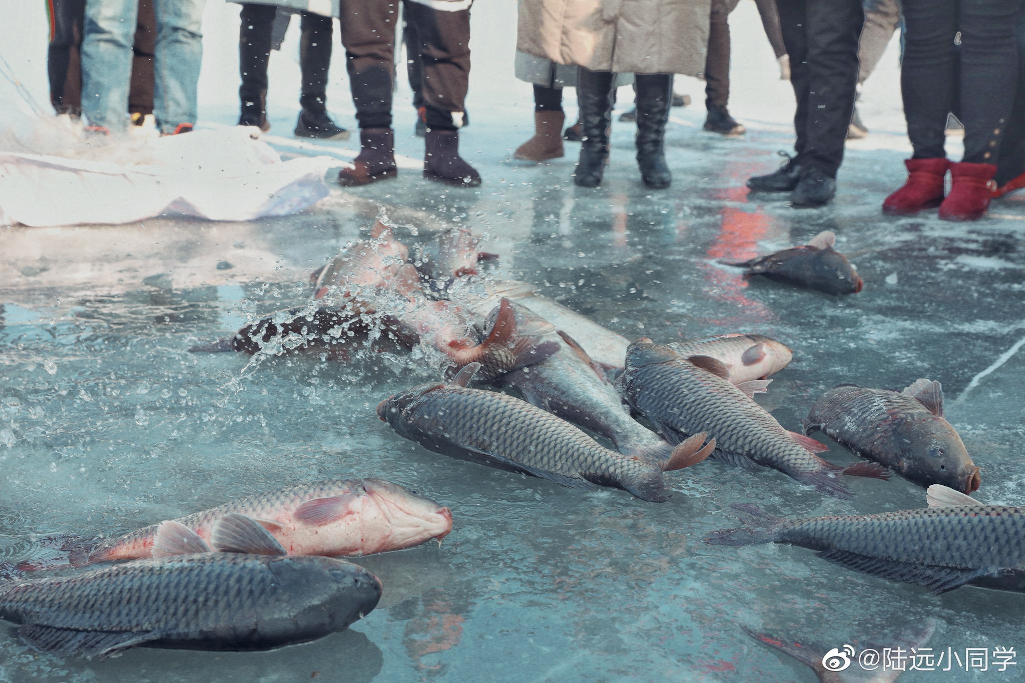 在东北,不止有查干湖冬捕,各地的冬捕活动也是热闹非凡