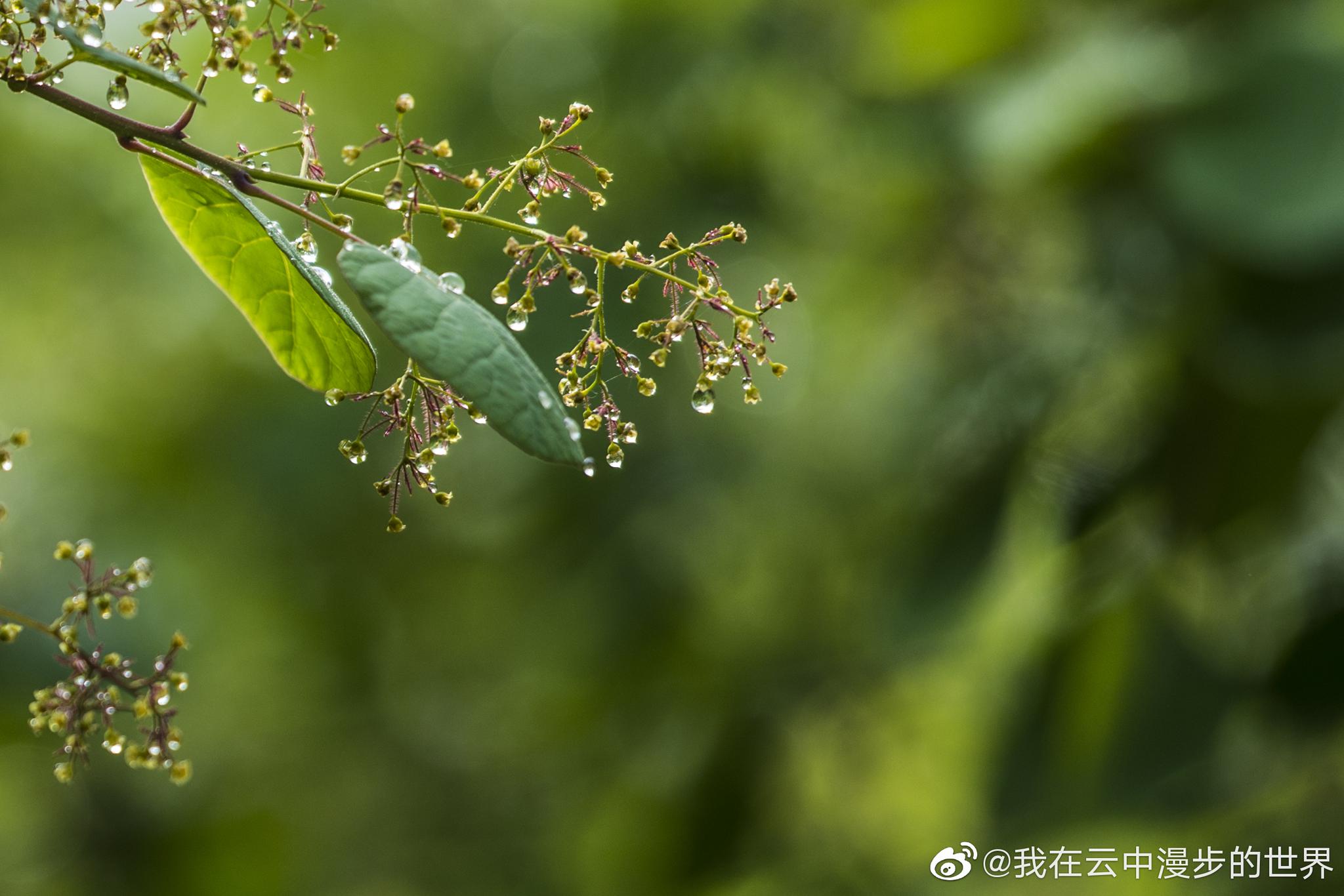 春天,雨后,青青.