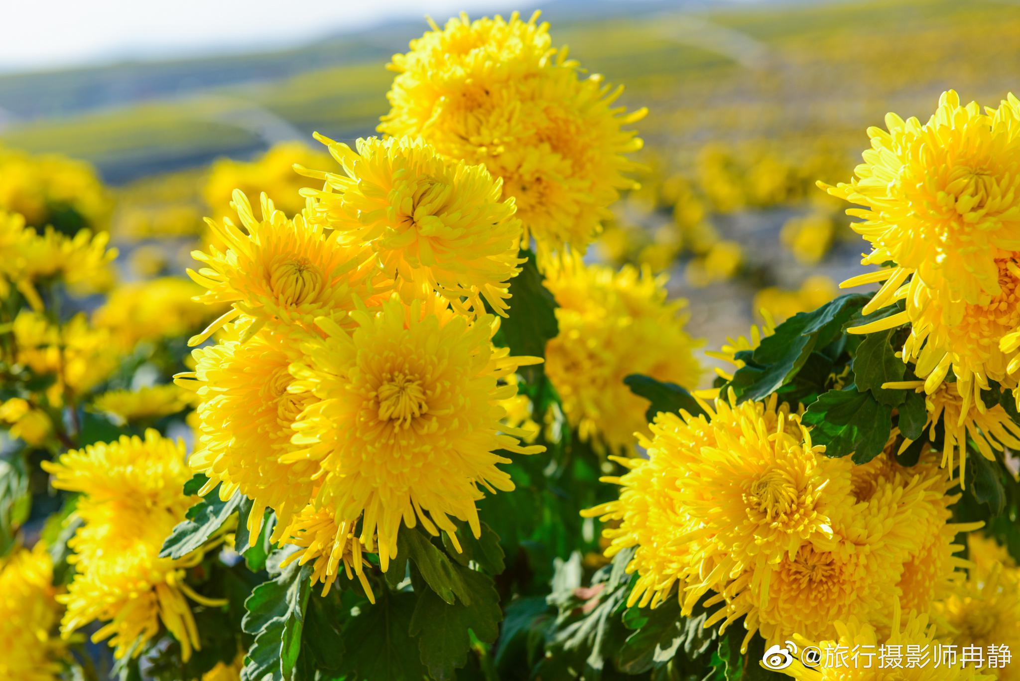 一望无垠的金色海洋,每一朵菊花都像是浪花,露出喜悦的笑靥