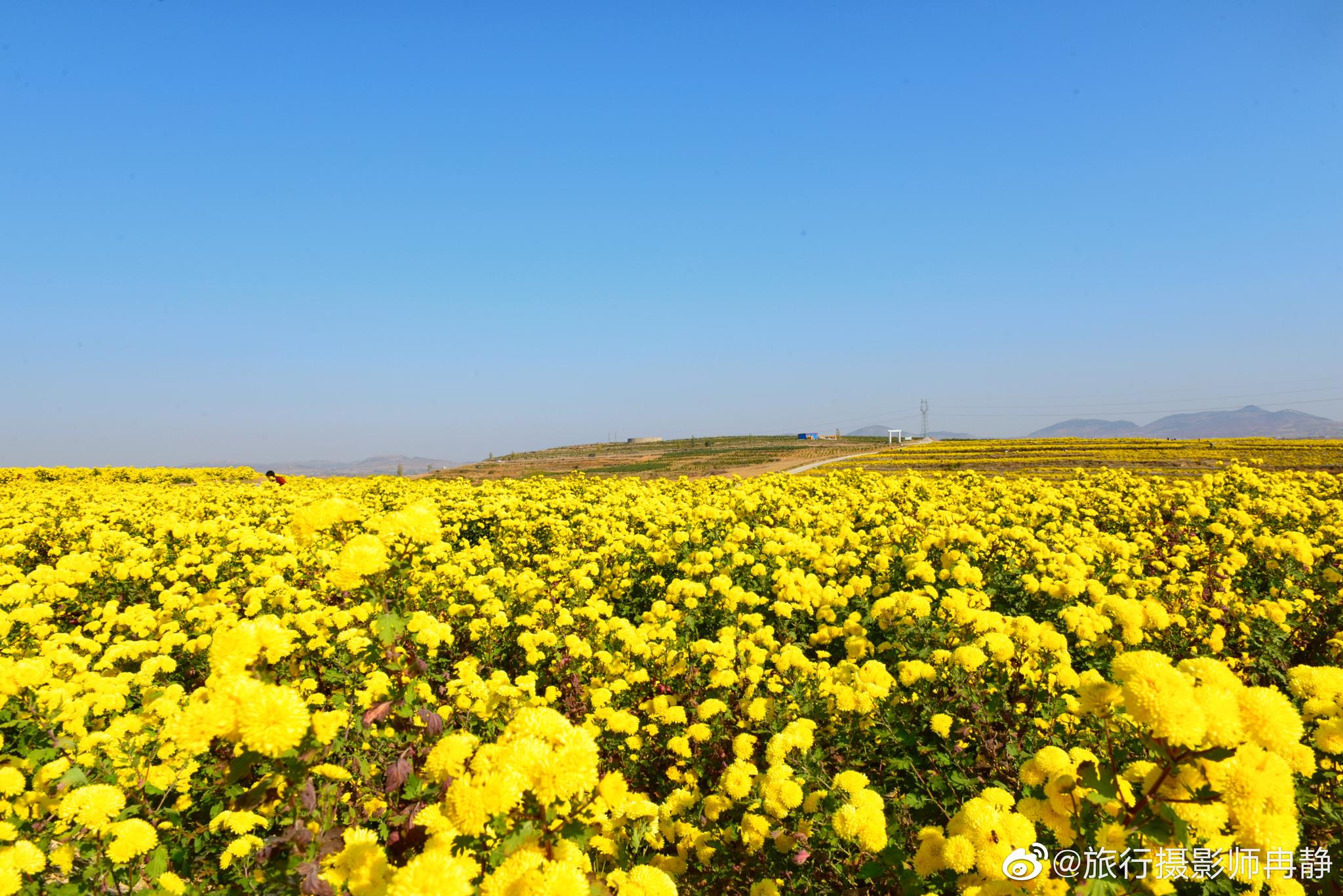 一望无垠的金色海洋,每一朵菊花都像是浪花,露出喜悦的笑靥