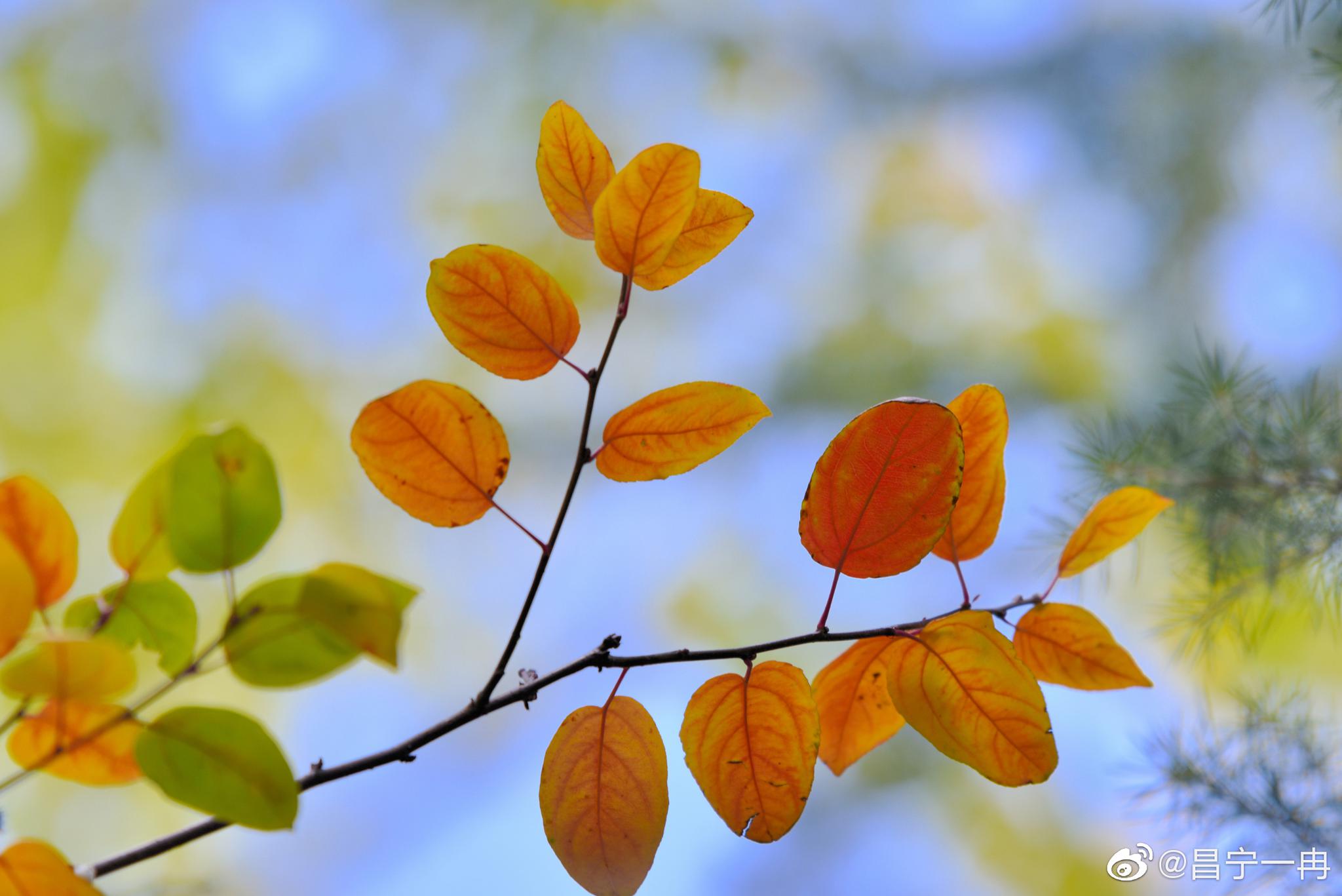 美丽昌宁·西府海棠叶正美