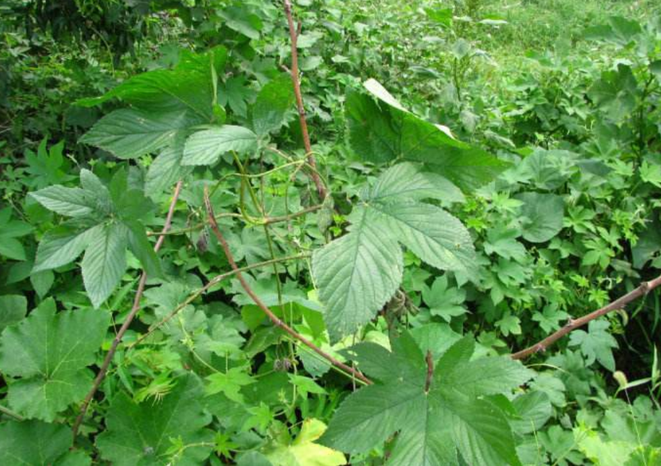 相信很多农村人都不陌生,这种野草就是拉拉秧了,又称蛇割藤,割人藤