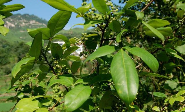 这种树虽常见却没人重视,它的树枝做成拐杖,能卖好几百呢