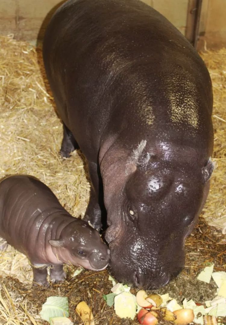 河马妈妈拼命生下的宝宝小河马一出生就把大家疗愈哭