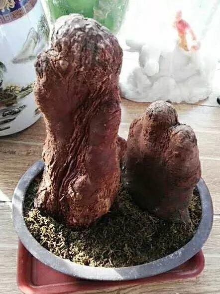 其实这个东西,并没有那么神,它就是杉树的气根.