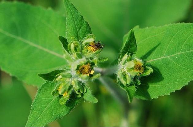 农村这野草长的怪,像虫子一样粘在你身上,但它却有治中风的本事