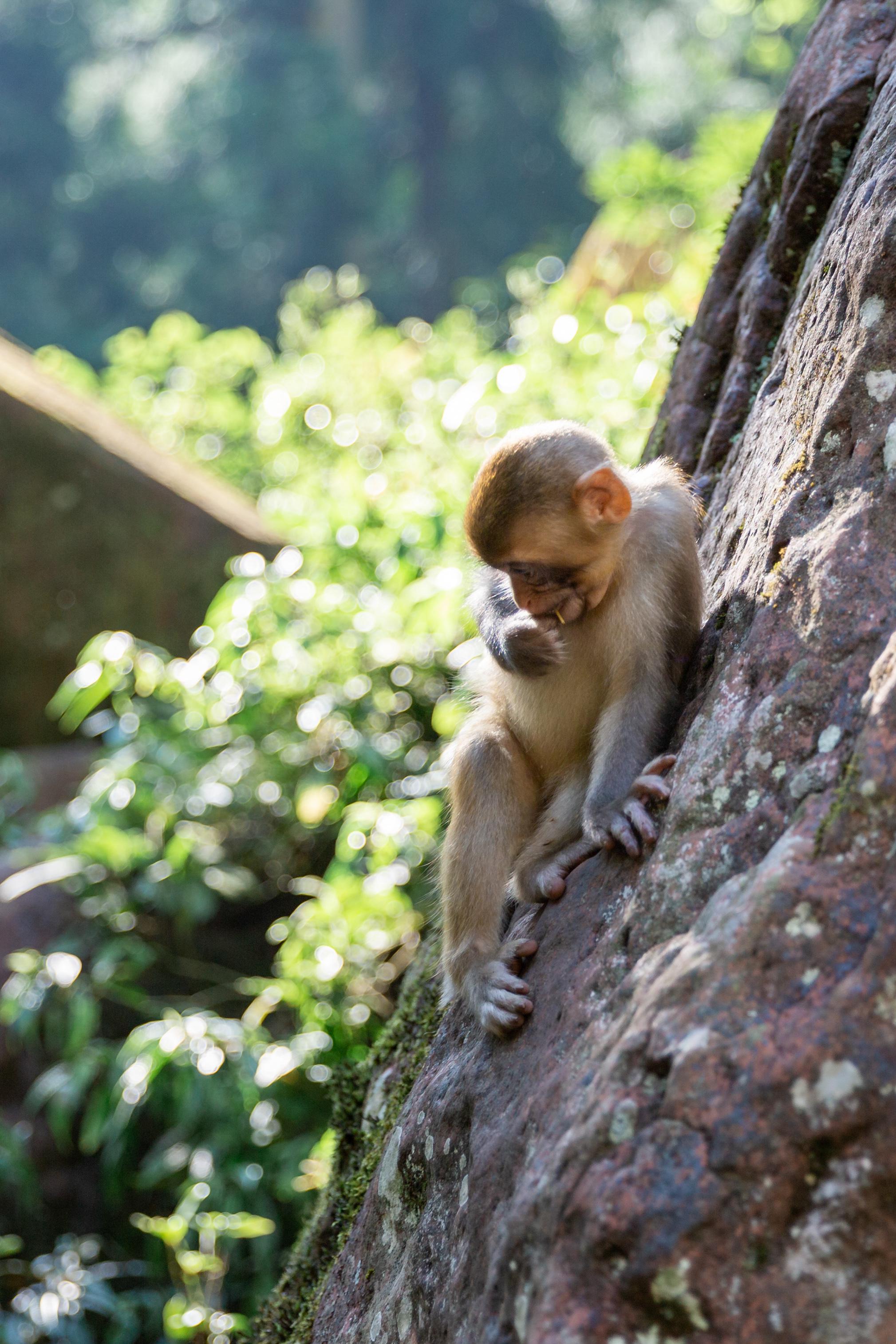 没想到四面山上居然有这么多的机灵的猴儿水灵灵的大眼睛看着就很