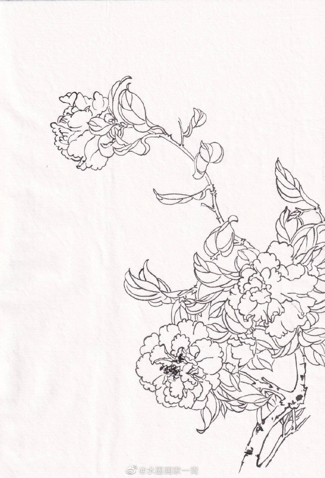 一组花卉白描投稿作者:@水墨画家一青