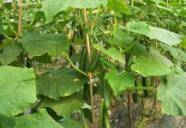 想种出鲜嫩可口的水果黄瓜注意这几点结瓜满树不是问题