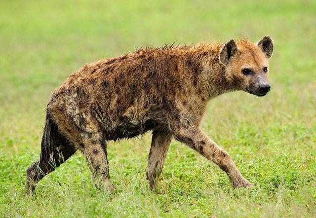 我国曾有世界最大鬣狗,比老虎还大