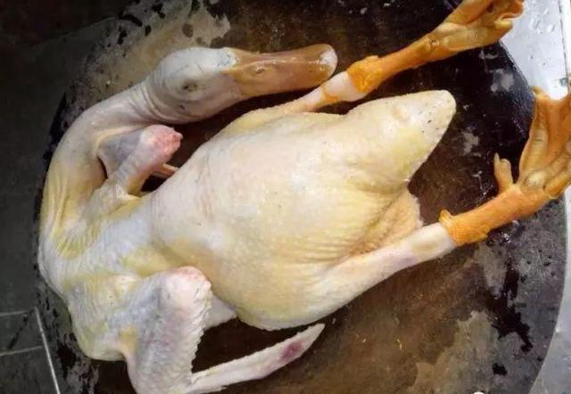 鸭子毛要怎么拔才干净灌白酒是错误做法关键在水温