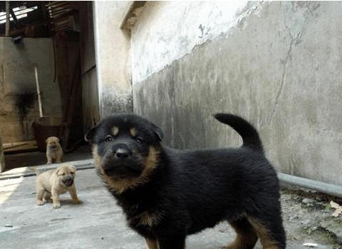 传说中的四眼狗, 中华田园犬, 看家护主的绝佳选择!|土狗|田园|犬种_新浪新闻