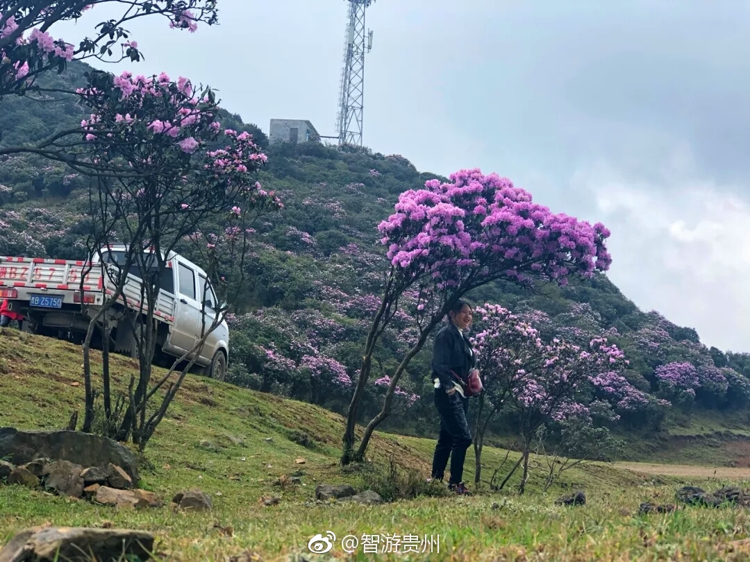 入春以来 贵州乌蒙大草原的杜鹃花竞相绽放 争奇斗妍 花盛山水间 入春以来 贵州乌蒙大草原的杜鹃花竞相绽放 争奇斗妍 花盛山水间