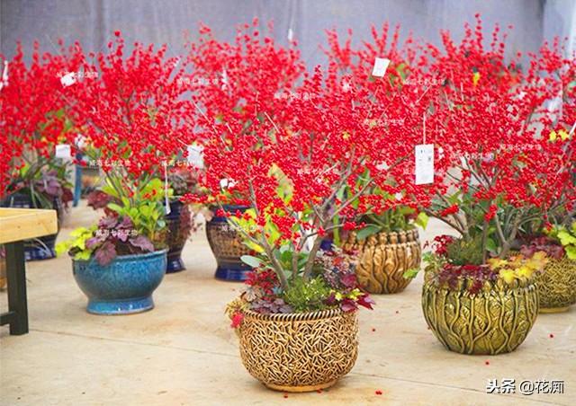 冬天家中养几盆红果盆栽,红火又喜庆,满树红果经久不落!