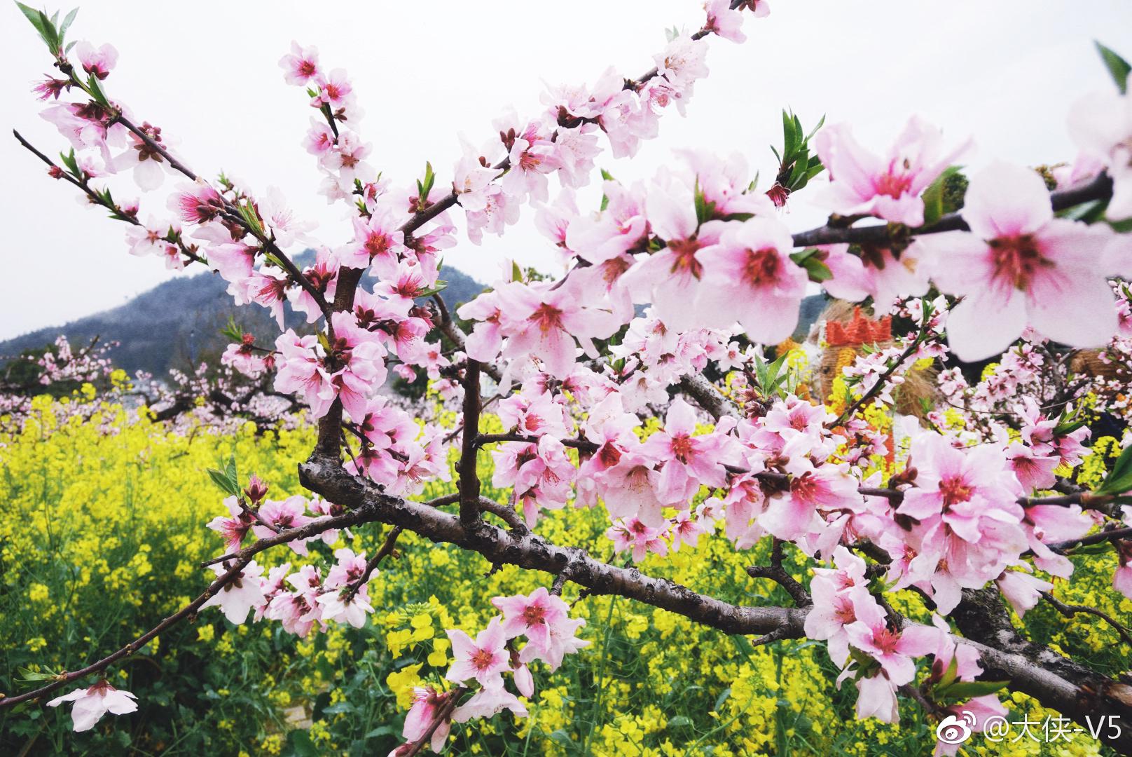 周末和朋友自驾去浙江湖州城山沟,满山遍野,层层叠叠,粉色的桃花