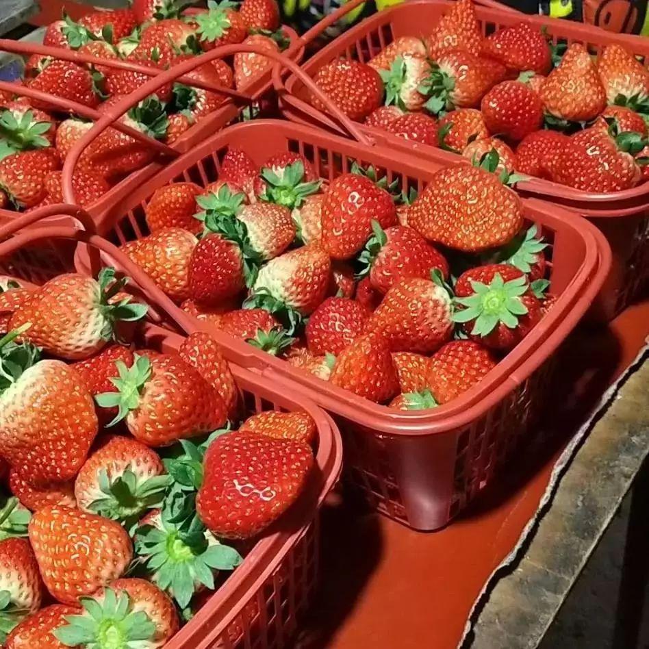 草莓叶子枯黄怎么补救 草莓叶子枯黄如何补救